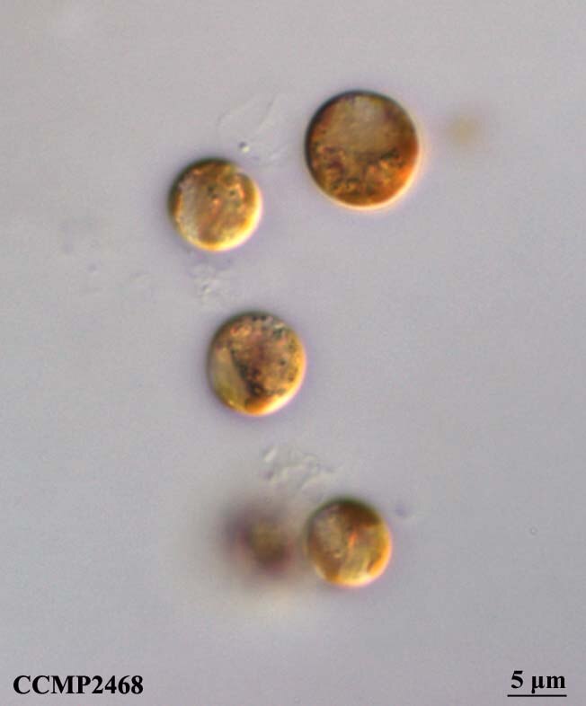 CCMP2468 | NCMA at Bigelow Laboratory